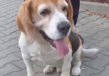 Beagle z Bratkowic